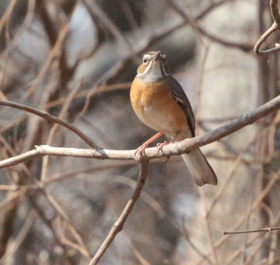 Image of Miombo Scrub Robin