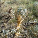 Image of Astragalus arnacantha M. Bieb.