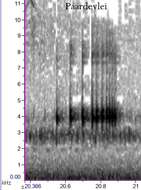 Image of Cacosternum aggestum Channing, Schmitz, Burger & Kielgast 2013