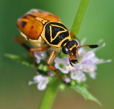 Image of Delta Flower Scarab