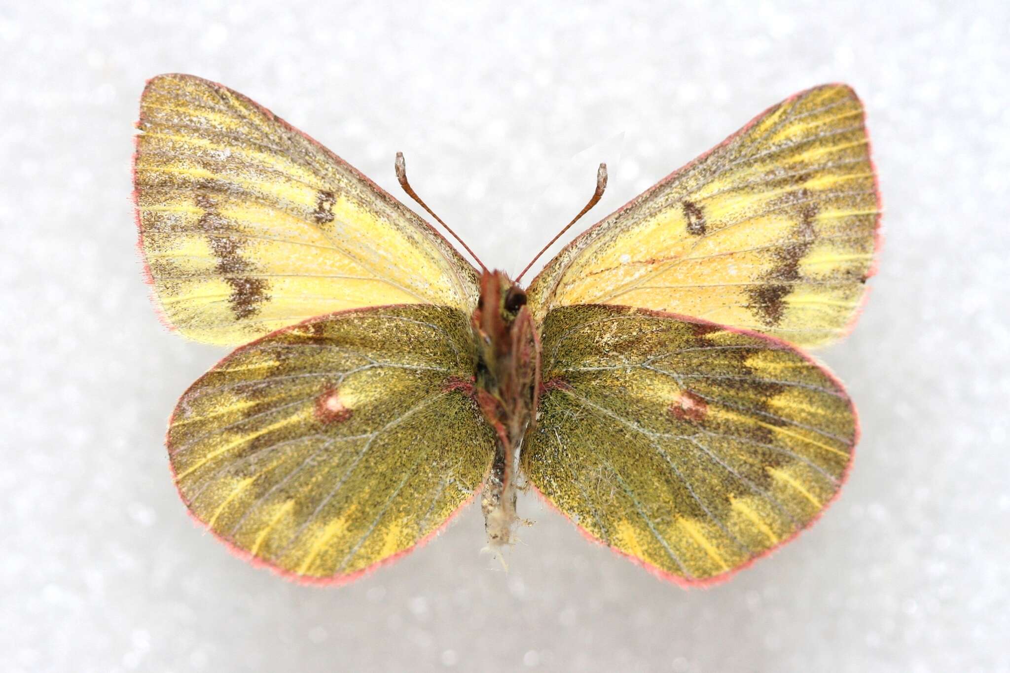 Image of Colias ladakensis Felder & Felder 1865