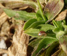 Plancia ëd Cassida (Mionycha) subreticulata Suffrian 1844