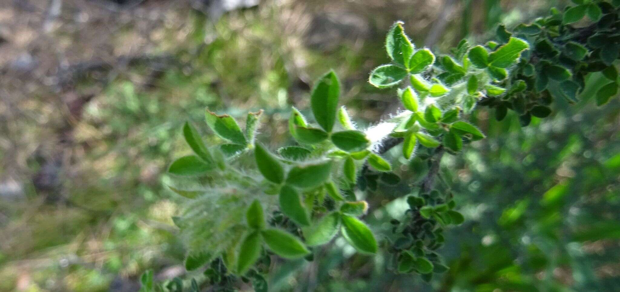 Image of Canary Island flatpod