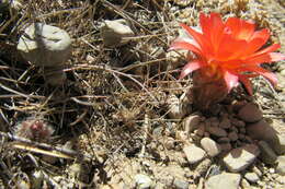 Imagem de Echinopsis pentlandii (Hook.) Salm-Dyck ex A. Dietr.