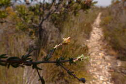 Image of Aspalathus biflora subsp. biflora