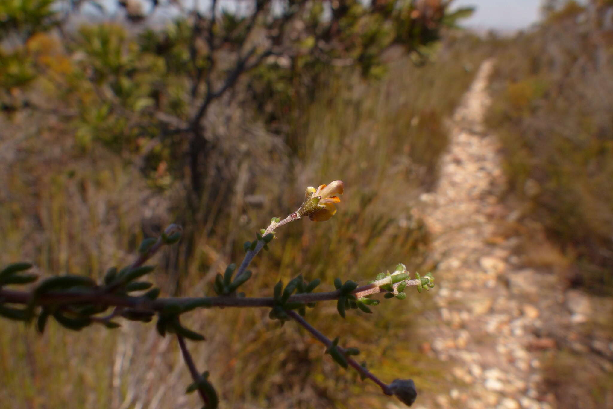 Image of Aspalathus biflora subsp. biflora