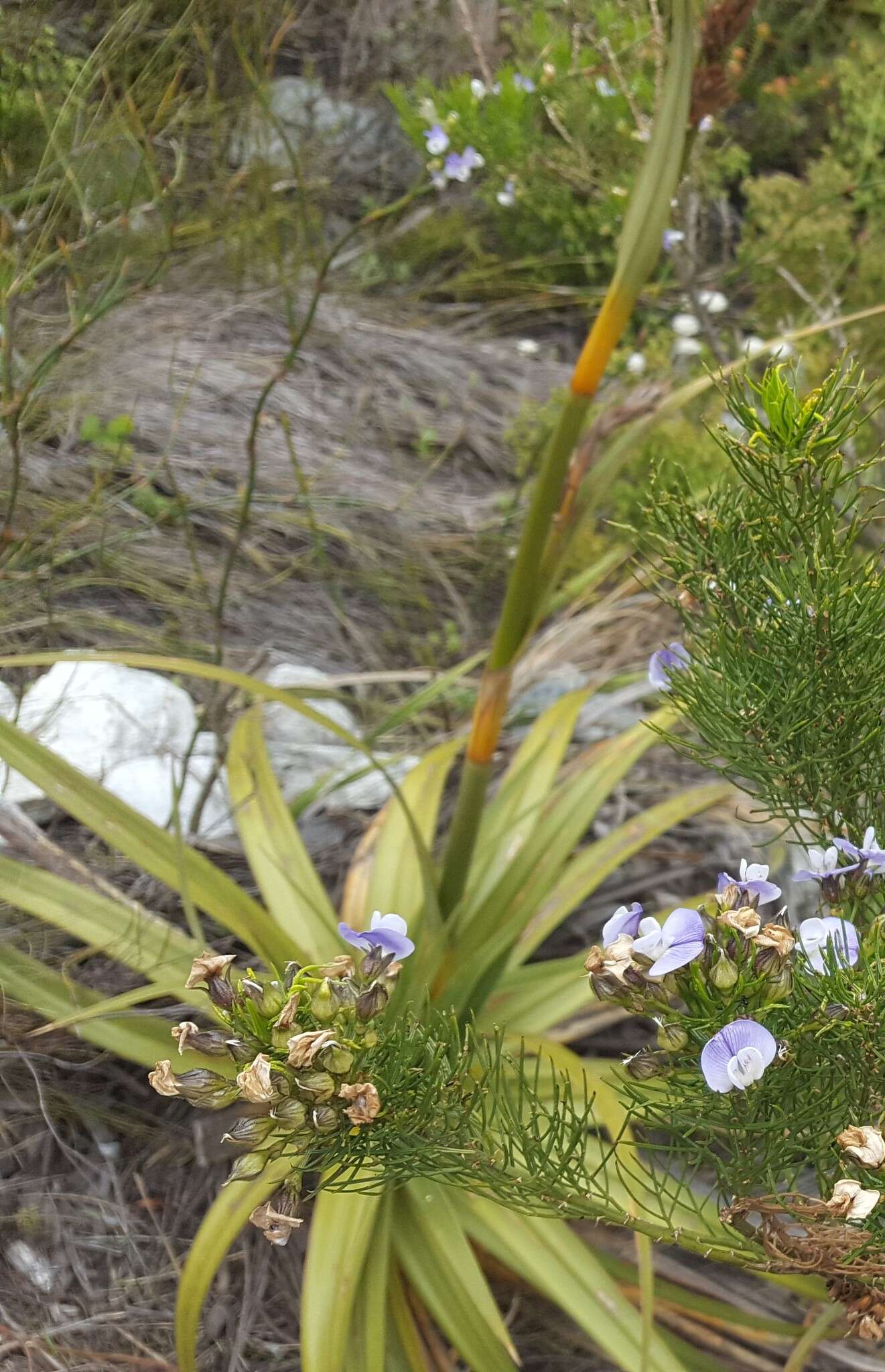 Image of Tetraria thermalis (L.) C. B. Clarke