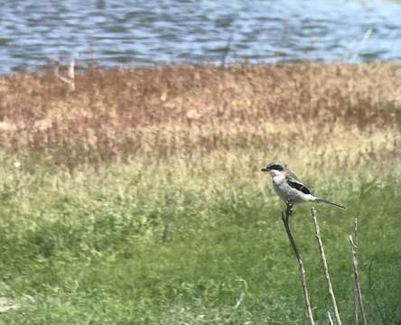 Image of San Clemente loggerhead shrike