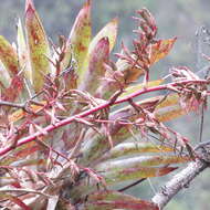 Image of Tillandsia tovarensis Mez