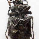 Image of Carabus (Archicarabus) wiedemanni wiedemanni Ménétriés 1836