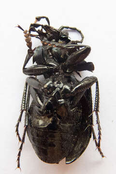 Image of Carabus (Archicarabus) wiedemanni wiedemanni Ménétriés 1836