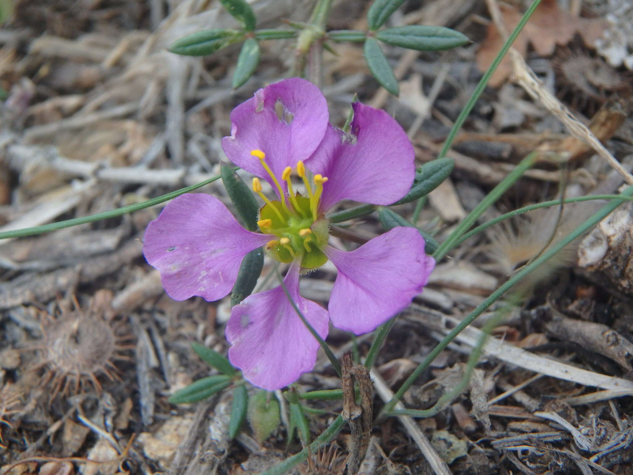 Image of Fagonia cretica L.