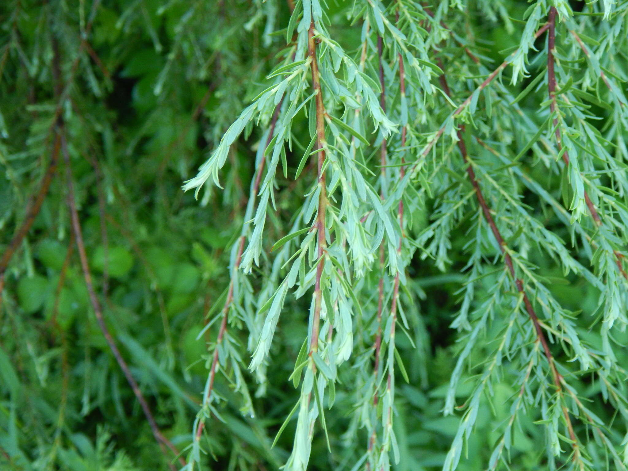 Слика од Salix taxifolia Kunth