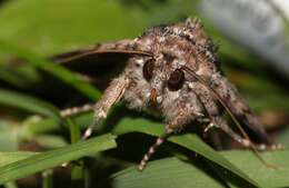 Image of Two-spotted Looper Moth, Twin Gold Spot