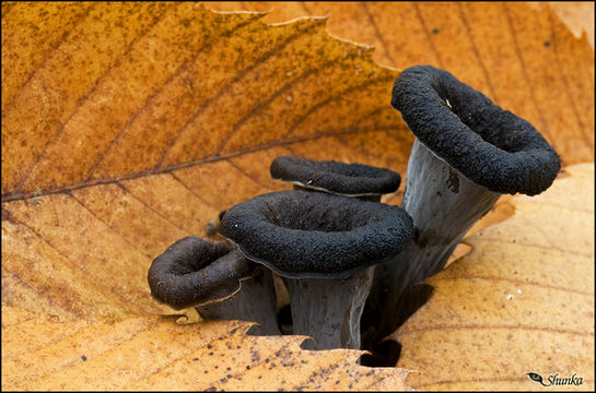 Image of Black Chanterelle