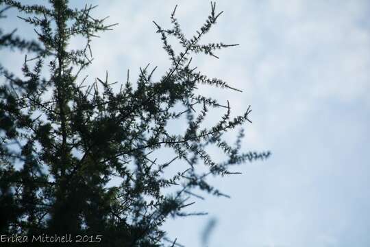 Image of American Larch