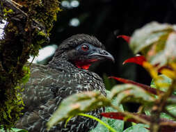 Image of Andean Guan