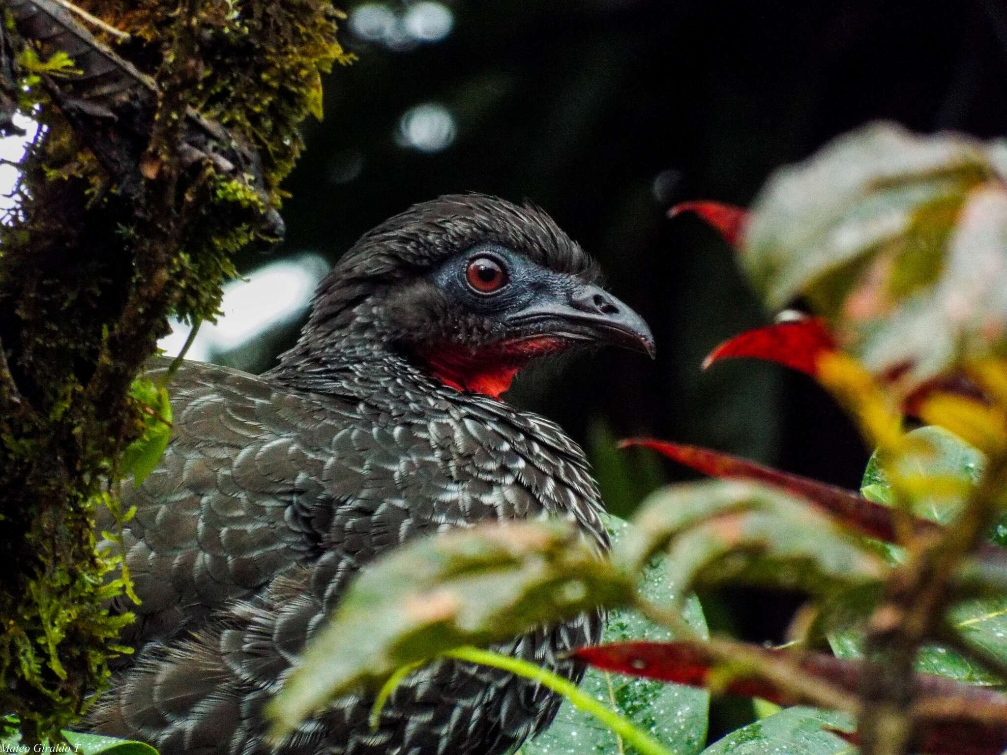 Image of Andean Guan