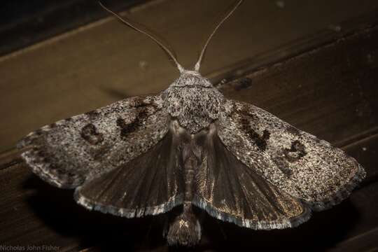 Image of Cryptophasa irrorata Lewin 1805