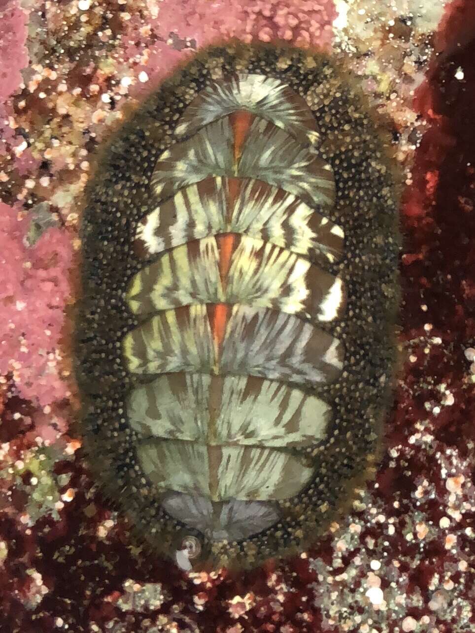 Image of Woody Chiton