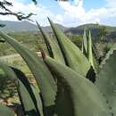 Plancia ëd Agave marmorata Roezl