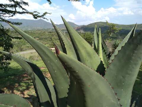 Agave marmorata Roezl的圖片