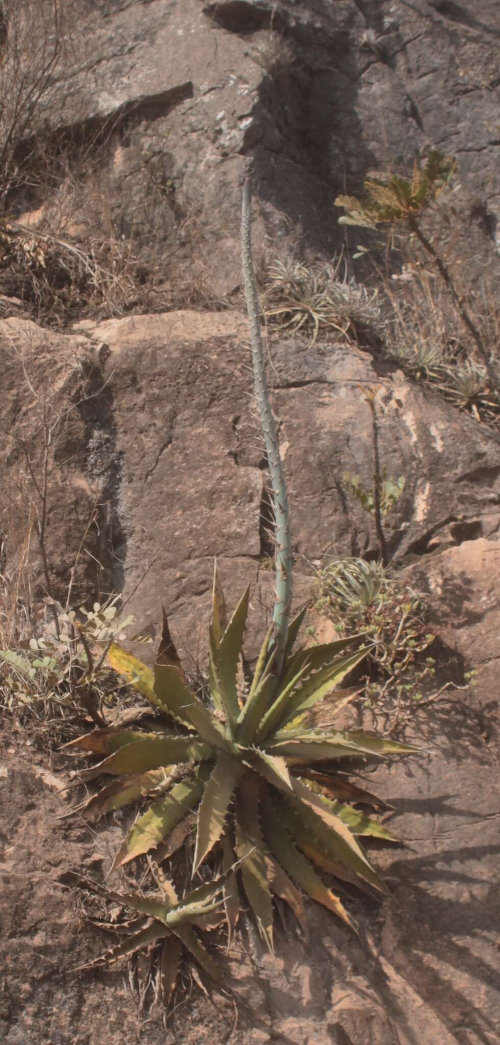 Agave xylonacantha Salm-Dyck resmi