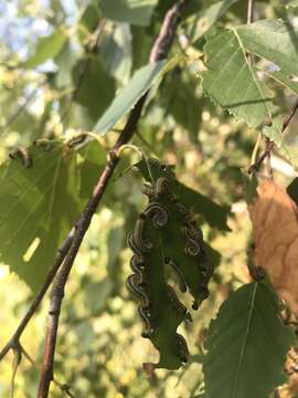 Image of Striped Alder Sawfly