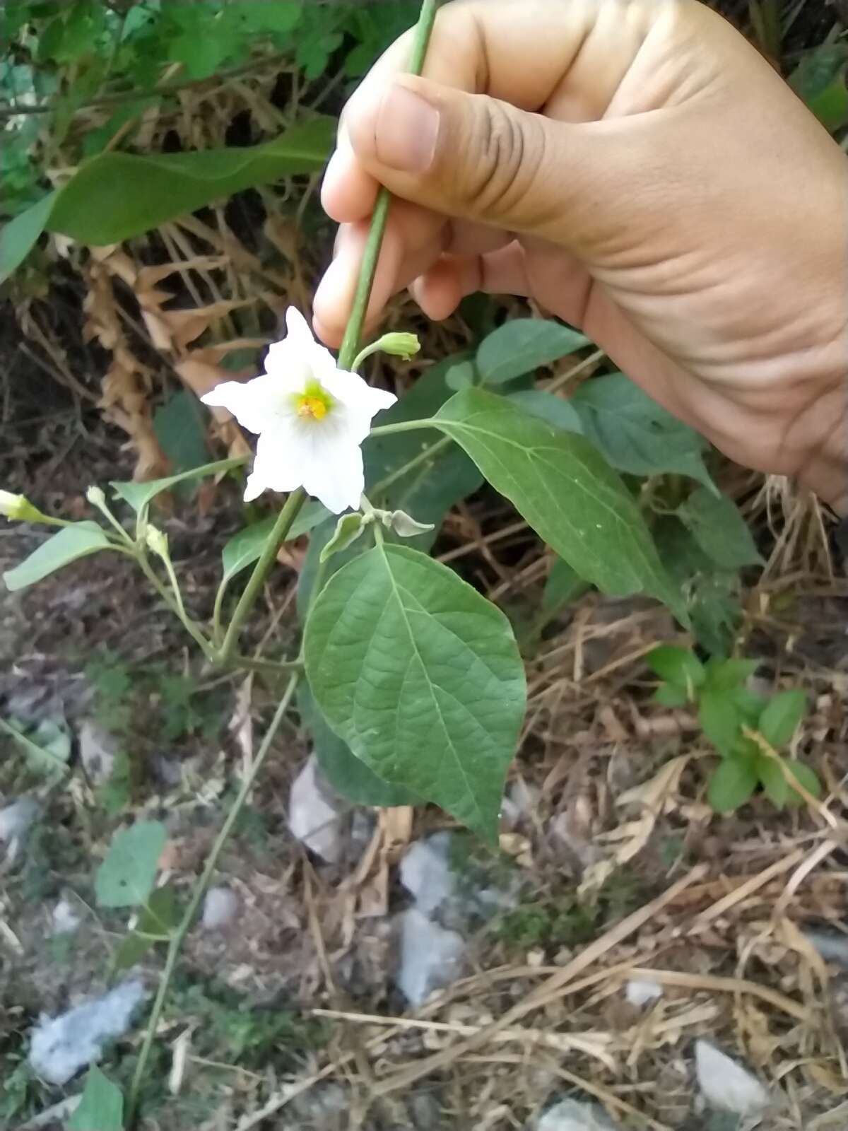 Image of Lycianthes arrazolensis (Coult.) Bitter