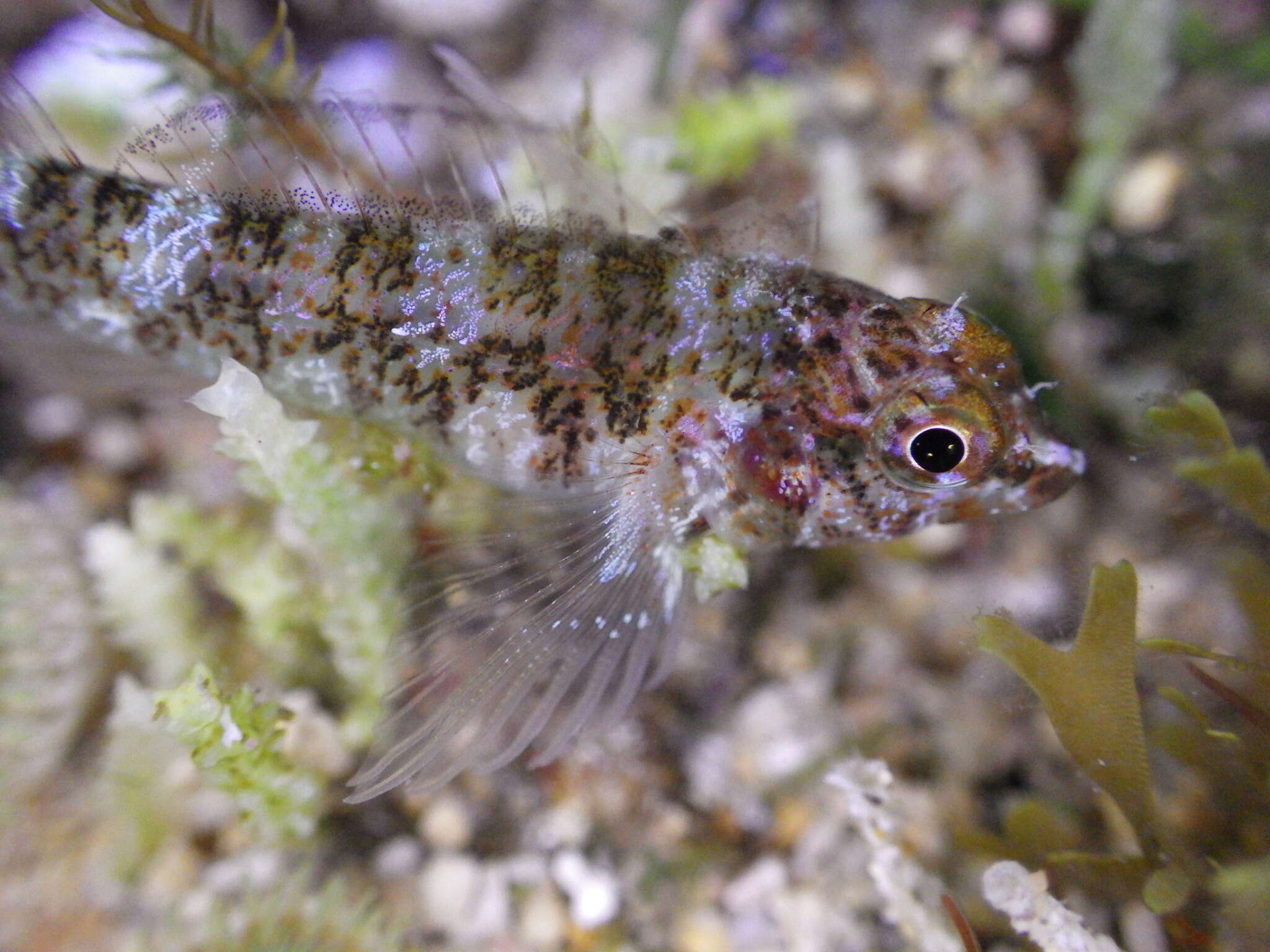 Слика од Enneapterygius rufopileus (Waite 1904)