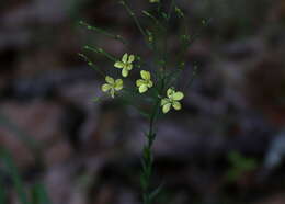 Image of stiff yellow flax