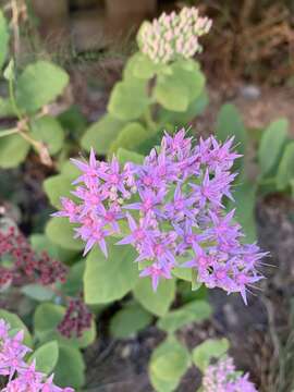 Sivun Hylotelephium spectabile (Boreau) H. Ohba kuva