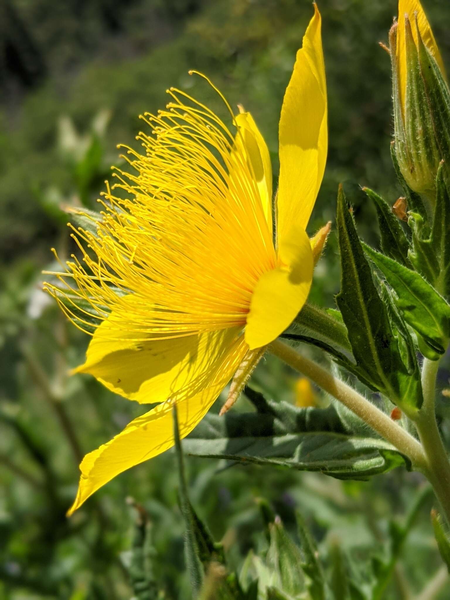 Image of Sierra blazingstar