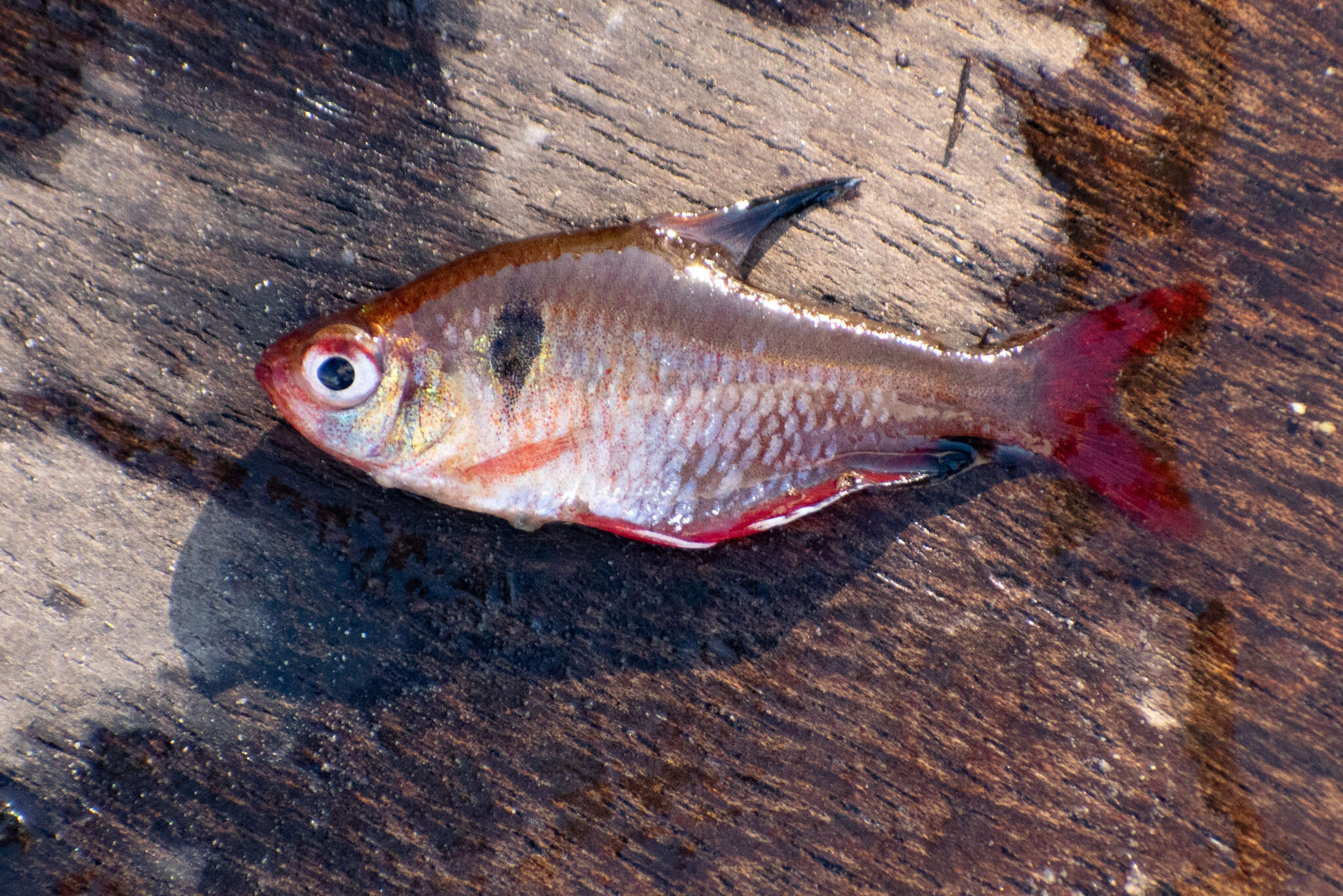 Image of Blood characin