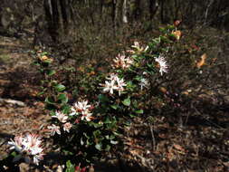 Image of Leionema lamprophyllum subsp. obovatum F. M. Anderson