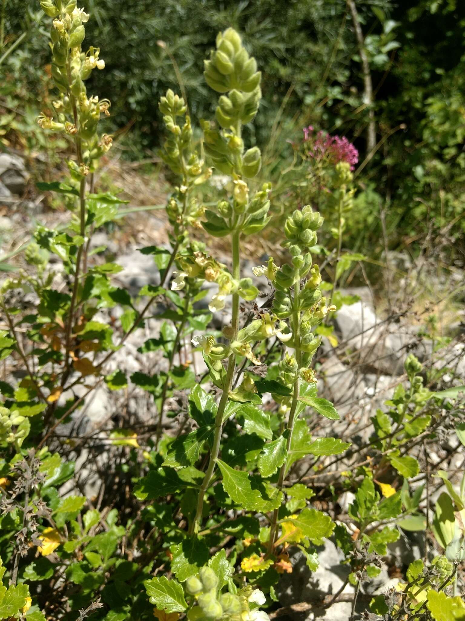 Image of yellow germander