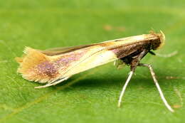 صورة Caloptilia alchimiella (Scopoli 1763)