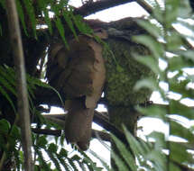 Image of Ceylon Frogmouth