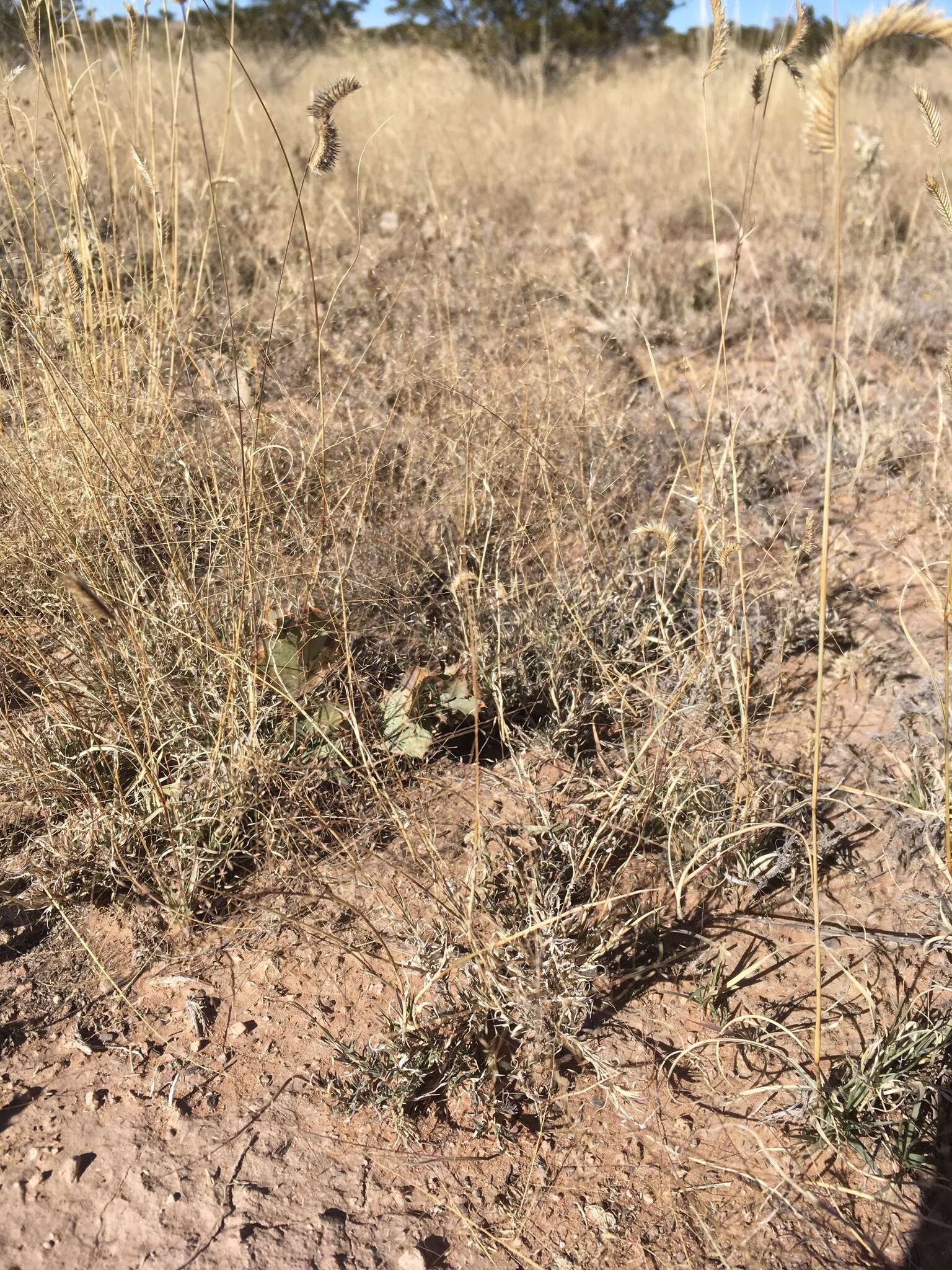 Plancia ëd Muhlenbergia arenacea (Buckley) Hitchc.