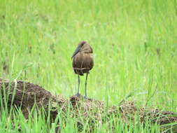 Image of hamerkop