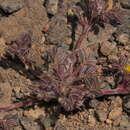 Image of Adesmia capitellata (Clos) Hauman