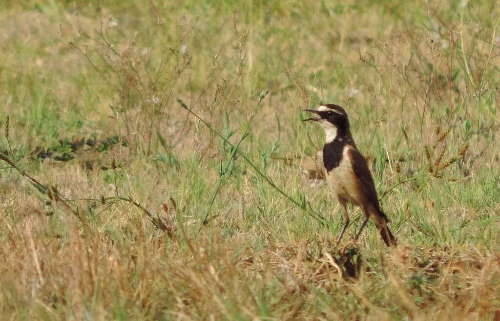 Image of Capped Wheatear