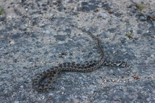 Image of Horseshoe Whip Snake