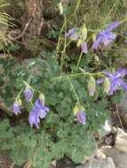 Image of Aquilegia bernardii Gren. & Godron