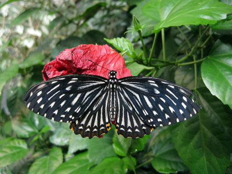 Image of <i>Chilasa clytia</i> (Linnaeus 1758)