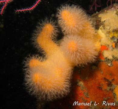 Image of Dead man’s fingers