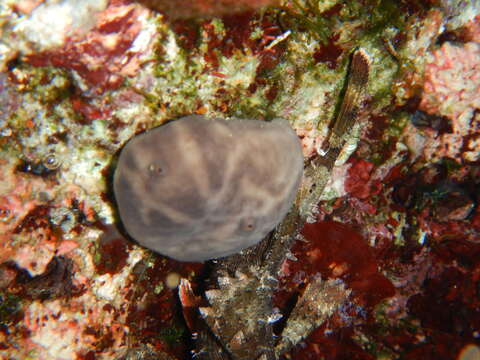 Image of Black Scorpion-fish