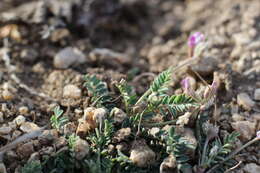 Imagem de Astragalus francisquitensis M. E. Jones