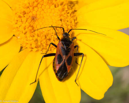 Image of Calocoris nemoralis (Fabricius 1787)