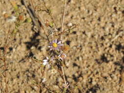 Image of Corethrogyne filaginifolia (Hook. & Arn.) Nutt.